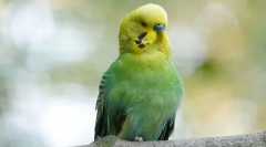 Kako spati parrots in koliko spanja